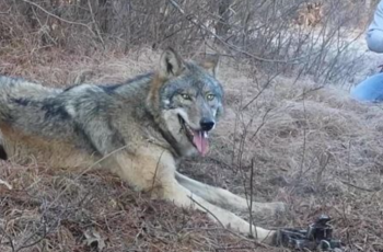 A man is shocked after finding a coyote in the trap.