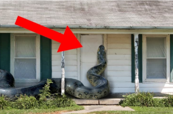 Giant Snake Attempts To Enter House. Owner Finds Out Why and Opens Door!