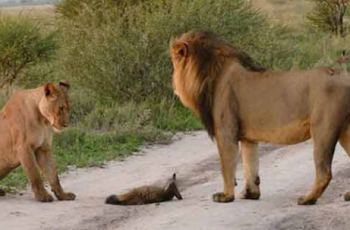 This is what happened when a lion family caught an injured fox